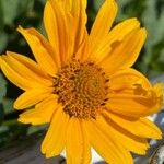 Wyethia angustifolia Flower