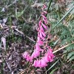 Epacris impressa 花