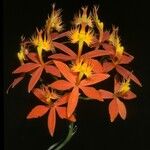 Epidendrum cinnabarinum Цвят