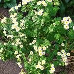 Tanacetum parthenium 整株植物