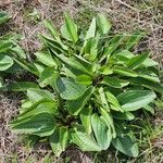 Arnoglossum plantagineum Leaf