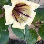 Solandra maxima Lorea