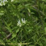 Sideritis arborescens 花