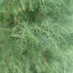 Cryptomeria japonicaDeilen