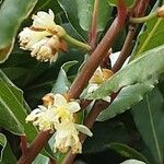 Laurus nobilis 花