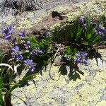 Polygala alpestris Blüte