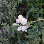 Antirrhinum hispanicum Flower