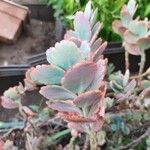 Kalanchoe fedtschenkoi पत्ता