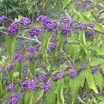 Callicarpa dichotoma Meyve