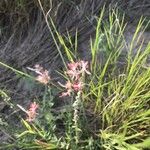 Oenothera suffrutescens Flor