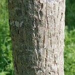 Hovenia dulcis Coajă