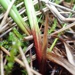 Carex nigra Habit