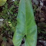 Anthurium andraeanum Leaf