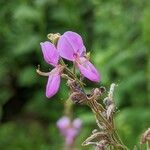 Desmodium canadense Blomst