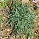 Armeria multiceps Hoja