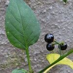 Solanum melongena Fruchs