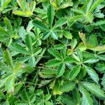 Potentilla verna Leaf