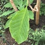 Brugmansia × candida ഇല