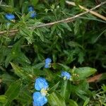 Commelina erecta花