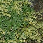 Alchemilla alpigena Habit