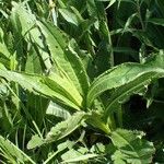 Cirsium monspessulanum Habit