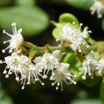 Guioa villosa ফুল