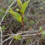 Getonia floribunda