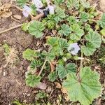 Malva neglectaFlower