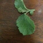 Cordia crenata Leaf
