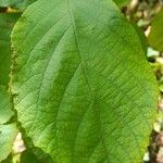 Fortunearia sinensis Yaprak