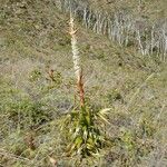 Dracophyllum verticillatum ᱛᱟᱦᱮᱸ