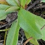 Myosotis laxa Leaf