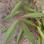 Landolphia lanceolata Φύλλο