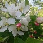 Malus coronaria Blomst