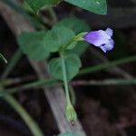 Torenia crustacea Flor