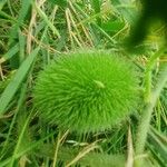 Cucumis dipsaceus Fruit