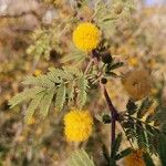 Acacia farnesiana Blodyn