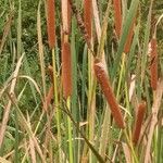 Typha orientalis Ffrwyth