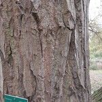 Populus simonii Corteccia