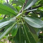 Plumeria obtusa Feuille