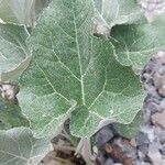 Petasites paradoxus Blatt