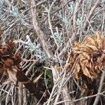 Orobanche santolinae Habit