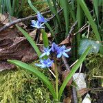 Scilla bifolia Habit