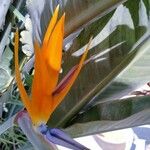 Strelitzia reginae花