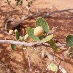 Boscia senegalensis Fruit