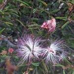 Calliandra brevipes Květ