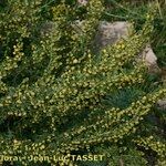 Artemisia chamaemelifolia Habit