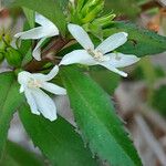 Capraria biflora Flor