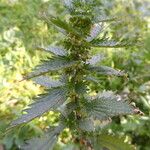 Urtica urens Ліст