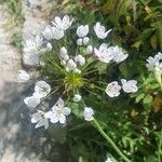 Allium subhirsutum Λουλούδι